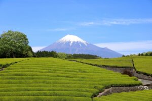渋沢栄一が関わった静岡県のお茶産業の昔と今(2021年7月編)