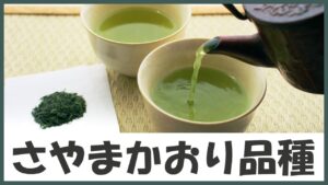 日本三大茶の狭山生まれ！濃厚でコクのある渋みを味わうお茶｢さやまかおり品種｣