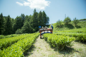 2021年無農薬・自然栽培の新茶が出来ました！(2021年5月編)