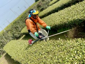 我が家｢杉本園｣と慣行栽培農家さんの新茶準備！(2021年4月編)